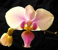 Phal. Brilliant Cherry 'Angel Orchids No. 1'